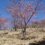 白山満開の桜